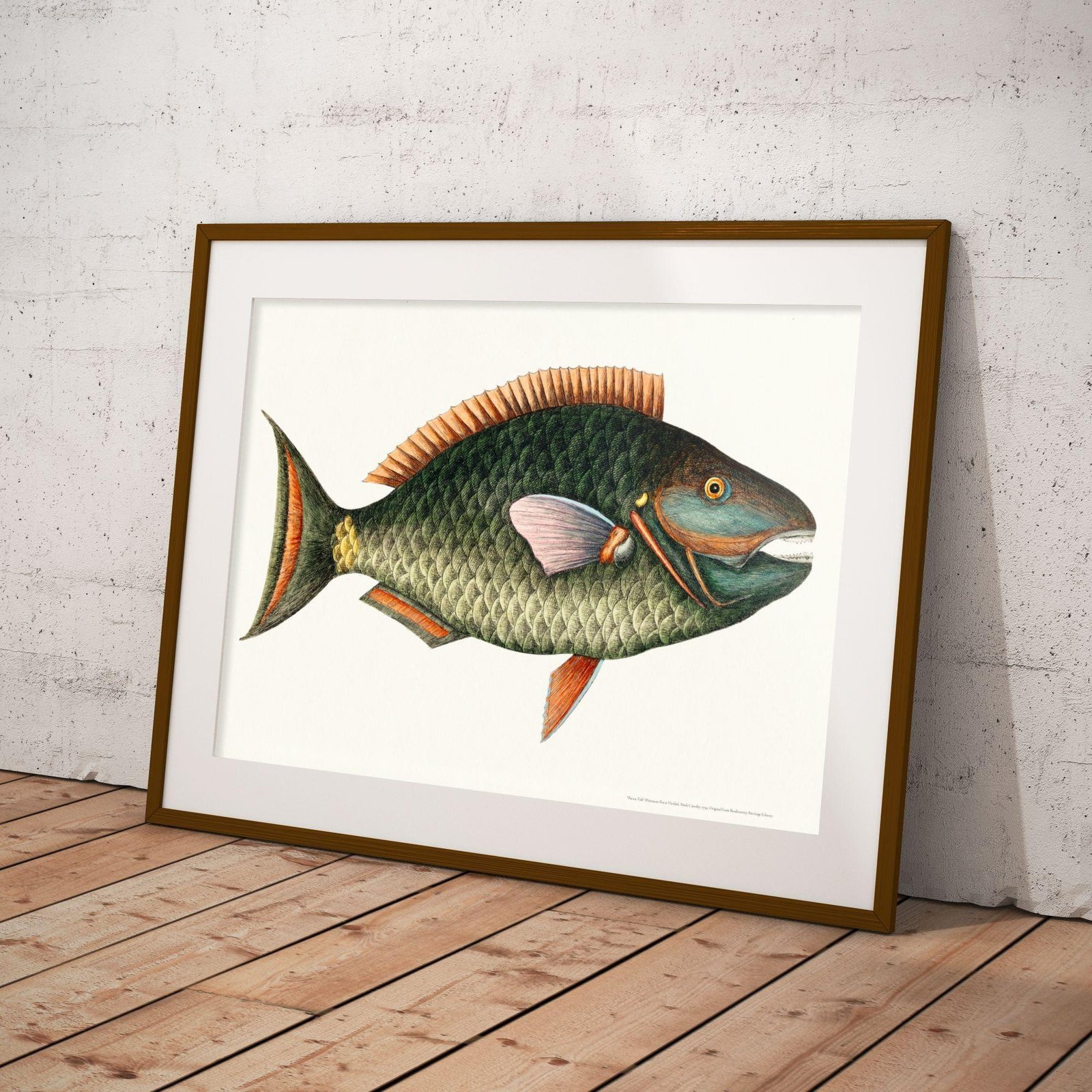 Vintage botanical fish illustration in gold frame