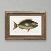 Vintage botanical illustration of a colorful tropical fish framed