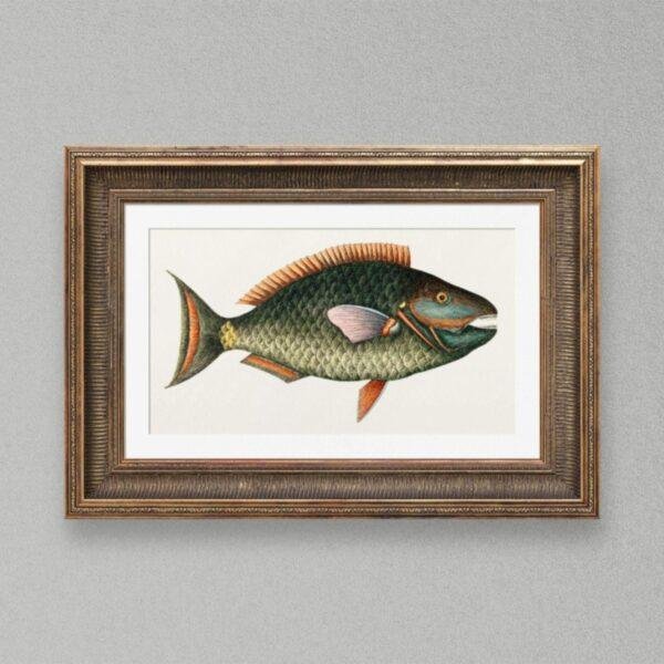 Vintage botanical illustration of a colorful tropical fish framed