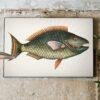 Vintage botanical fish illustration print on rustic wall