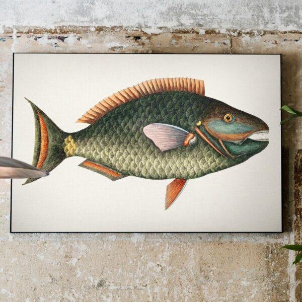 Vintage botanical fish illustration print on rustic wall
