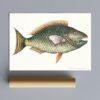 Vintage botanical illustration of a colorful tropical fish