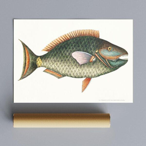 Vintage botanical illustration of a colorful tropical fish