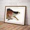 Framed vintage fish illustration leaning against white wall