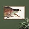 Vintage botanical fish illustration in wooden frame on green wall