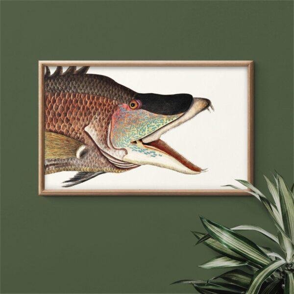 Vintage botanical fish illustration in wooden frame on green wall