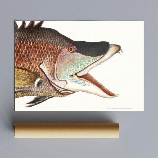 Vintage scientific illustration of hogfish with open mouth