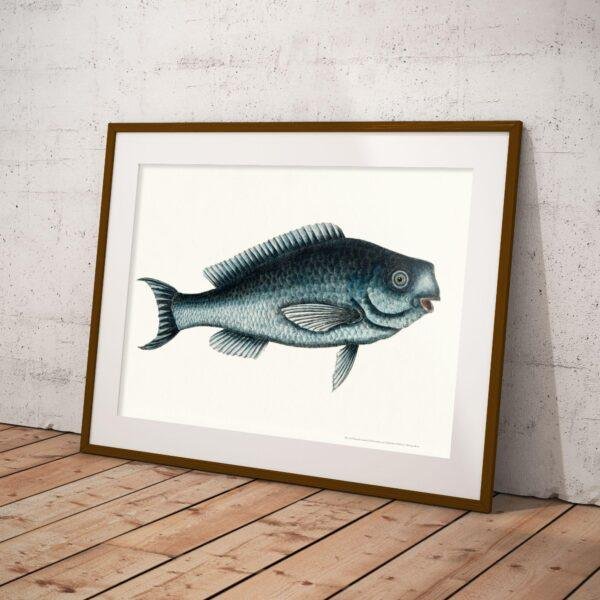 Framed vintage blue fish illustration leaning against wall