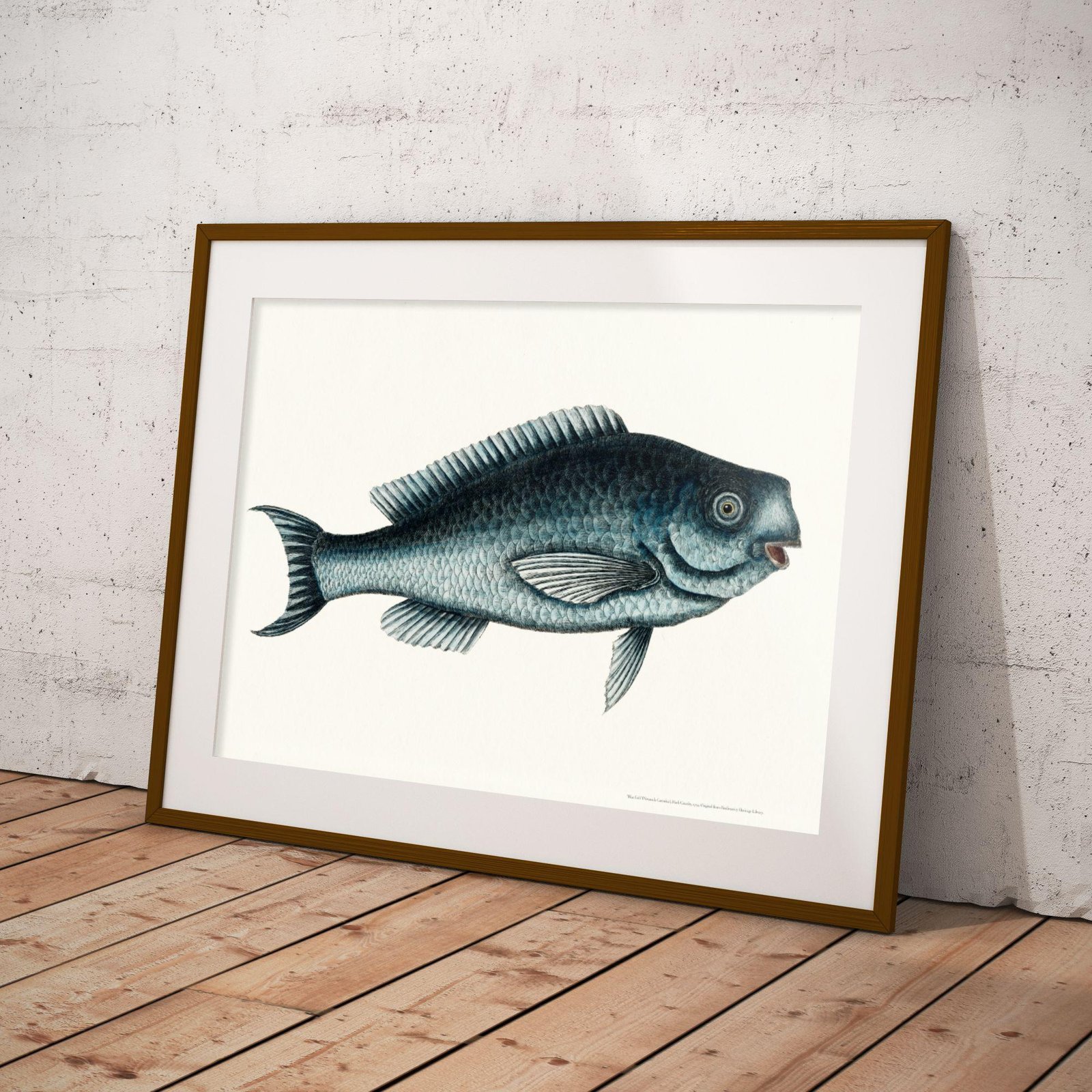 Framed vintage blue fish illustration leaning against wall