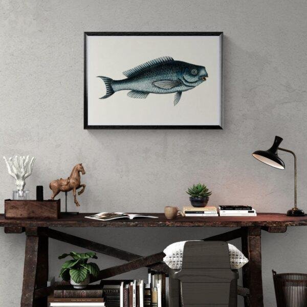 Vintage fish illustration framed above rustic wooden desk