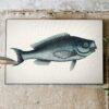 Vintage botanical fish illustration canvas art on rustic wall
