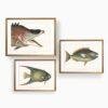 Three framed vintage fish illustrations in gold frames