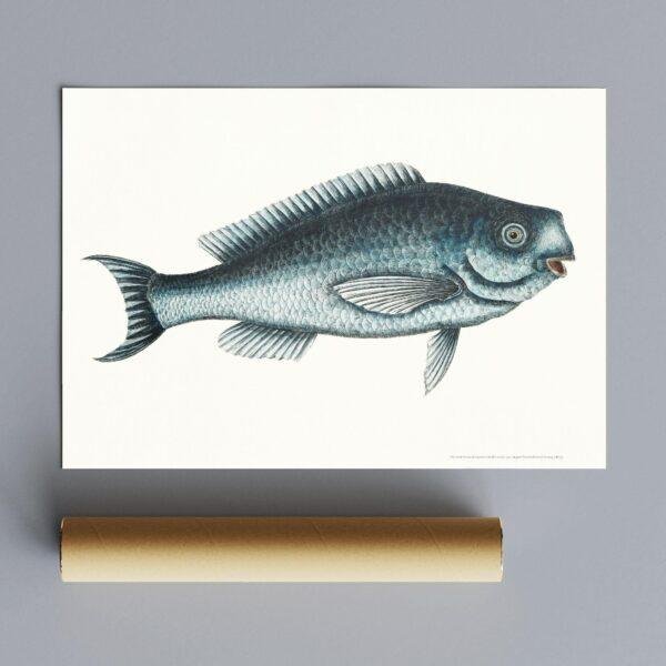 Vintage botanical illustration print of a blue fish