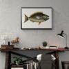 Vintage fish illustration framed above rustic wooden desk