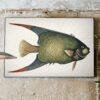Vintage botanical fish illustration canvas art on rustic wall
