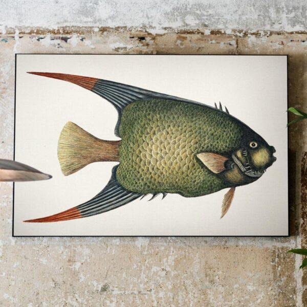 Vintage botanical fish illustration canvas art on rustic wall