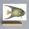 Vintage botanical illustration of a tropical fish print