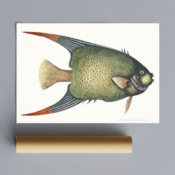 Vintage botanical illustration of a tropical fish print
