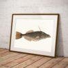 Framed vintage fish illustration leaning against white wall