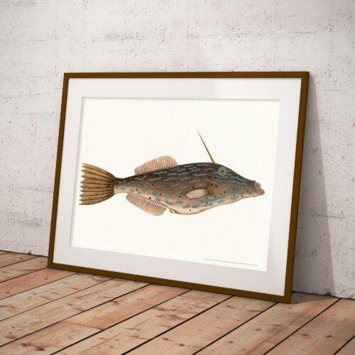 Framed vintage fish illustration leaning against white wall