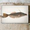 Vintage fish illustration canvas print on rustic wall