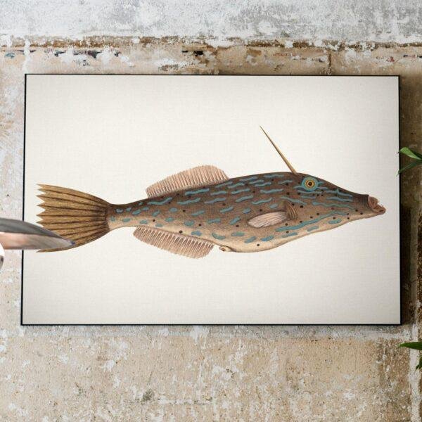 Vintage fish illustration canvas print on rustic wall