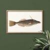 Vintage fish illustration in wooden frame on green wall