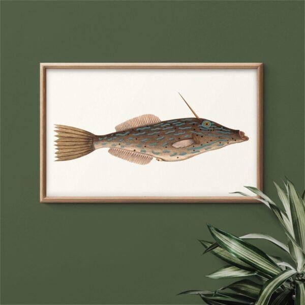Vintage fish illustration in wooden frame on green wall
