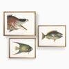 Three framed vintage fish illustrations in gold frames