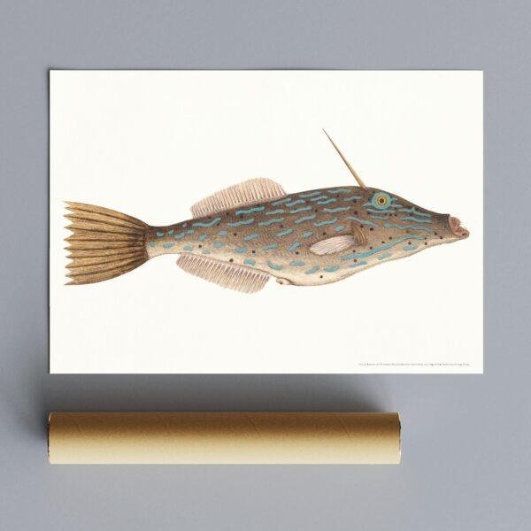 Vintage scientific illustration of a filefish with blue markings