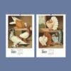 2027 wall calendar featuring vintage pigeon breed illustrations
