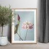 Framed lotus flower print leaning against white wall