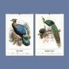 2027 wall calendar featuring vintage bird illustrations July August