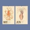 Vintage cephalopod wall calendar showing May and June pages