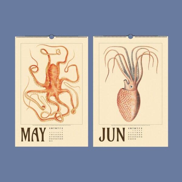 Vintage cephalopod wall calendar showing May and June pages