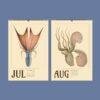 Vintage cephalopod wall calendar showing July and August pages