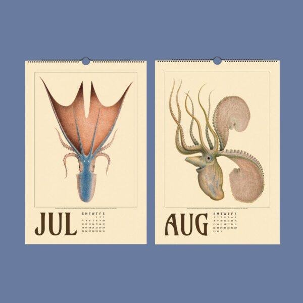 Vintage cephalopod wall calendar showing July and August pages
