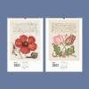 2027 wall calendar featuring vintage botanical illustrations of flowers