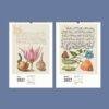 2027 wall calendar featuring vintage botanical illustrations July August