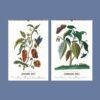 2027 wall calendar featuring botanical illustrations for January and February