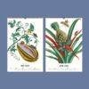 2027 wall calendar featuring vintage botanical illustrations for May and June