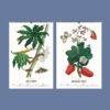 2027 wall calendar featuring botanical illustrations for July and August