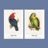 2027 wall calendar featuring vintage parrot illustrations March April