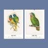 2027 wall calendar featuring vintage parrot illustrations May June