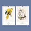 2027 wall calendar featuring vintage parrot illustrations July August