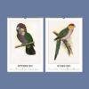 2027 wall calendar featuring vintage parrot illustrations September October