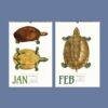January and February turtle illustration wall calendar pages