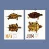 May and June turtle illustration wall calendar pages