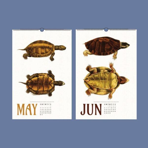 May and June turtle illustration wall calendar pages