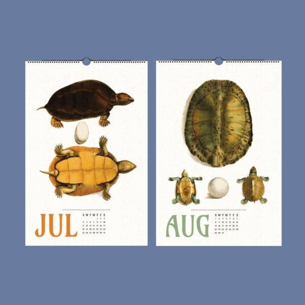 Wall calendar showing July and August turtle illustrations